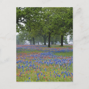 Texas, Texas Hill Country, Texas Paintborstel en Briefkaart