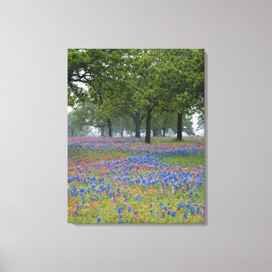 Texas, Texas Hill Country, Texas Paintborstel en Canvas Afdruk (Voorkant)