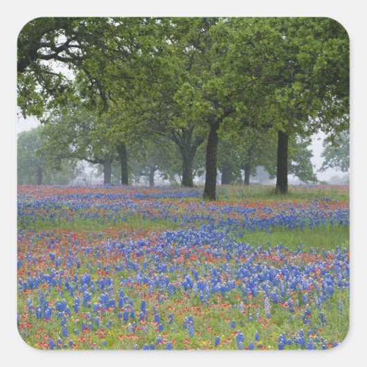 Texas, Texas Hill Country, Texas Paintborstel en Vierkante Sticker (Voorkant)