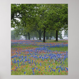 Texas, Texas Hill Country, Texas Paintbrush en Poster