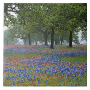 Texas, Texas Hill Country, Texas Paintbrush en Tegeltje