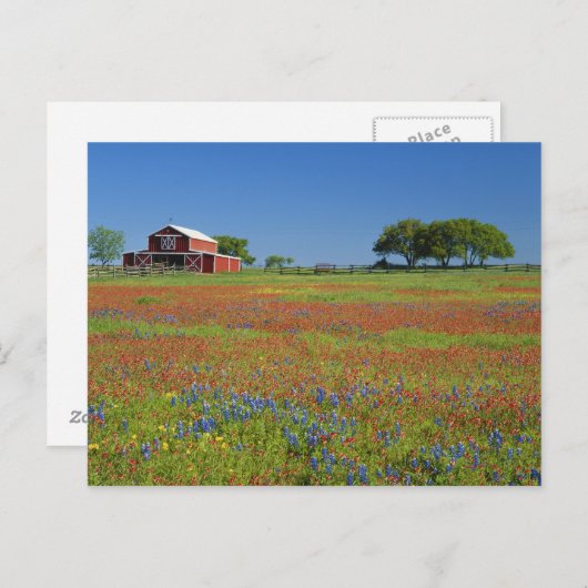 Texas, Texas Hill Country, Texas Penseel Briefkaart (Voorkant / Achterkant)