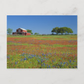 Texas, Texas Hill Country, Texas Penseel Briefkaart (Voorkant)