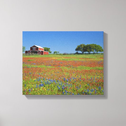 Texas, Texas Hill Country, Texas Penseel Canvas Afdruk (Voorkant)