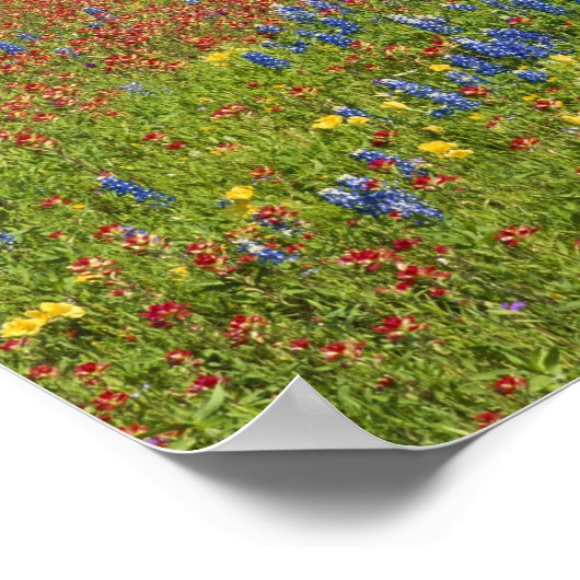 Texas, Texas Hill Country, Texas Penseel Poster (Hoek)