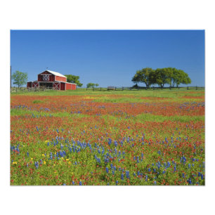 Texas, Texas Hill Country, Texas verfkwast Foto Afdruk
