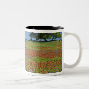 Texas, Texas Hill Country, verfkwast van Texas Tweekleurige Koffiemok