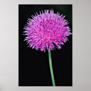 Texas Thistle (Cirsium texanum) bloemen Poster