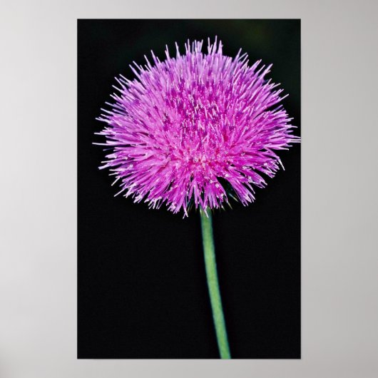 Texas Thistle (Cirsium texanum) bloemen Poster (Voorkant)
