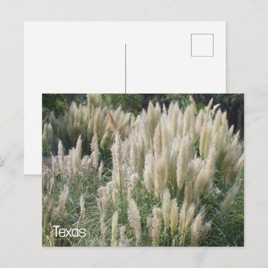 Texas Wild Flowers Briefkaart (Voorkant / Achterkant)