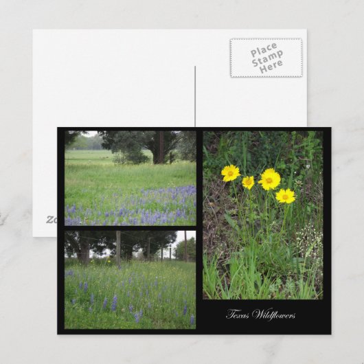 Texas Wildflower Briefkaart (Voorkant / Achterkant)