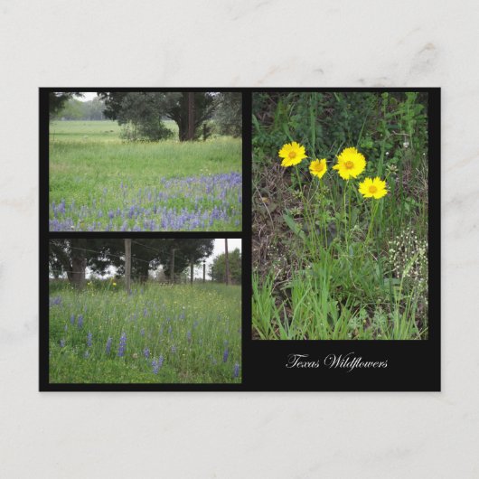 Texas Wildflower Briefkaart (Voorkant)