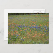 Texas Wildflower Briefkaart (Voorkant / Achterkant)