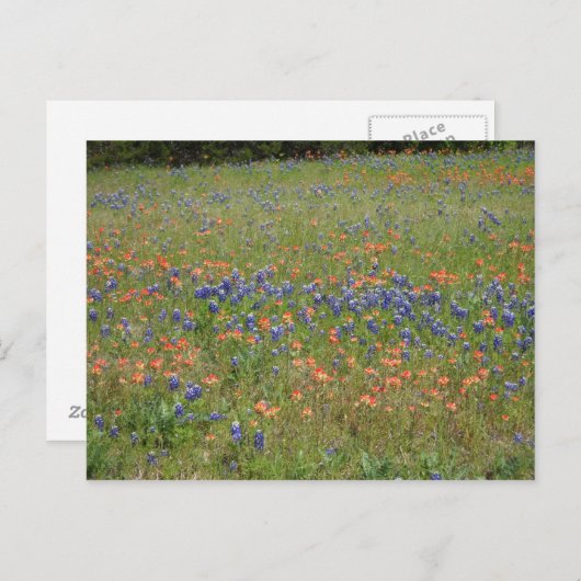 Texas Wildflower Briefkaart (Voorkant / Achterkant)