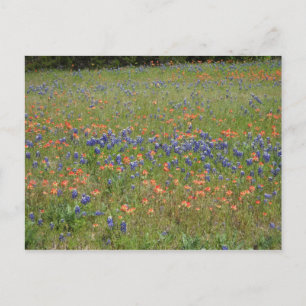 Texas Wildflower Briefkaart