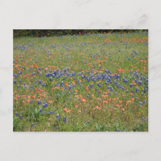 Texas Wildflower Briefkaart (Voorkant)