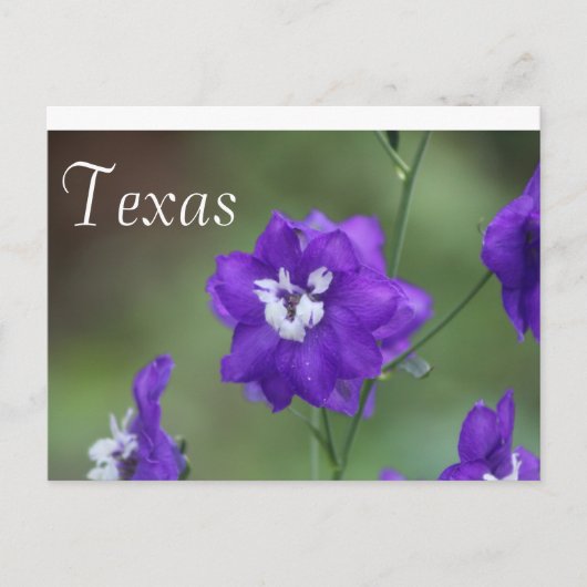 Texas Wildflower Briefkaart-Paarse Wildflower Briefkaart (Voorkant)