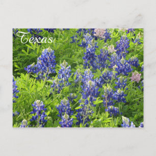Texas Wildflower Briefkaart-Texas Bluebonnets Briefkaart