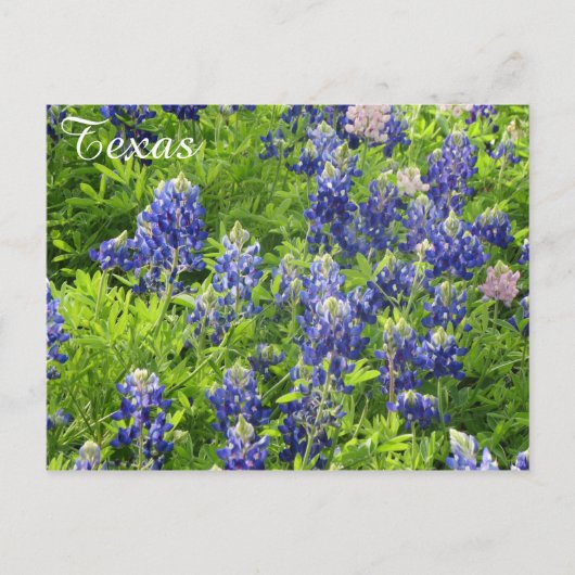 Texas Wildflower Briefkaart-Texas Bluebonnets Briefkaart (Voorkant)