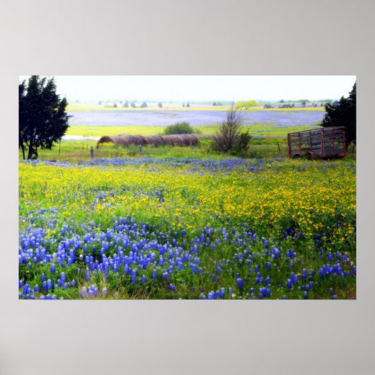 Texas Wildflower Poster (Voorkant)