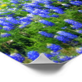 Texas Wildflower Poster (Hoek)