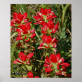 Texas Wildflower Poster (Voorkant)