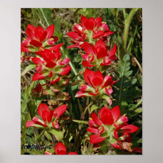 Texas Wildflower Poster (Voorkant)