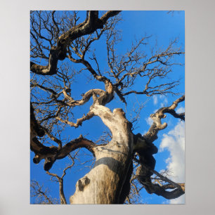 Texase eik getekend door natuurbrand poster