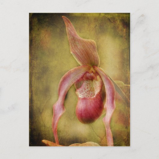 Textured Lady Slipper Orchid Briefkaart (Voorkant)