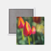 Textured Tulip Garden Magneet (Voorkant / Achterkant)