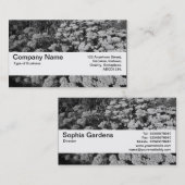 Textuurband V2 - Sedum "Autumn Joy" Visitekaartje (Voorkant / Achterkant)