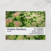 Textuurband V2 - Sedum "Autumn Joy" Visitekaartje (Achterkant)