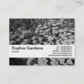 Textuurband V2 - Sedum "Autumn Joy" Visitekaartje (Achterkant)