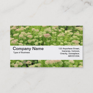 Textuurband V2 - Sedum (najaargang) Visitekaartje