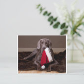 Teyla de Weimaraner en Santa Hat Feestdagenkaart (Staand voorkant)