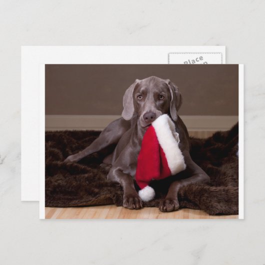 Teyla de Weimaraner en Santa Hat Feestdagenkaart (Voorkant / Achterkant)