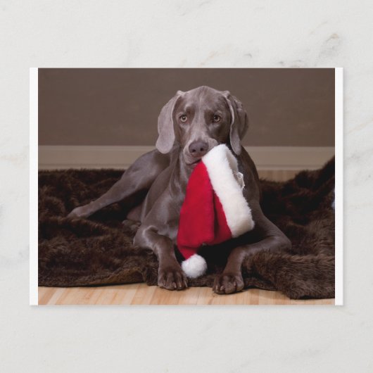 Teyla de Weimaraner en Santa Hat Feestdagenkaart (Voorkant)