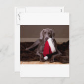 Teyla de Weimaraner en Santa Hat Feestdagenkaart (Voorkant / Achterkant)