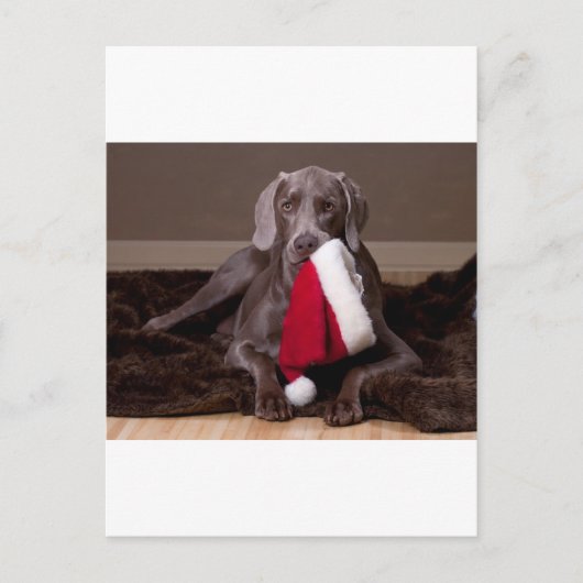 Teyla de Weimaraner en Santa Hat Feestdagenkaart (Voorkant)