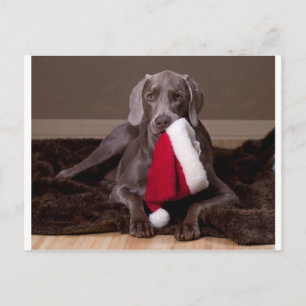 Teyla the Weimaraner and Santa Hat Feestdagenkaart