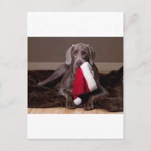 Teyla the Weimaraner and Santa Hat Feestdagenkaart