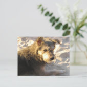 Thai Beach Dog Briefkaart (Staand voorkant)