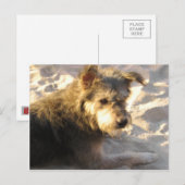 Thai Beach Dog Briefkaart (Voorkant / Achterkant)