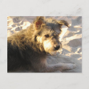 Thai Beach Dog Briefkaart