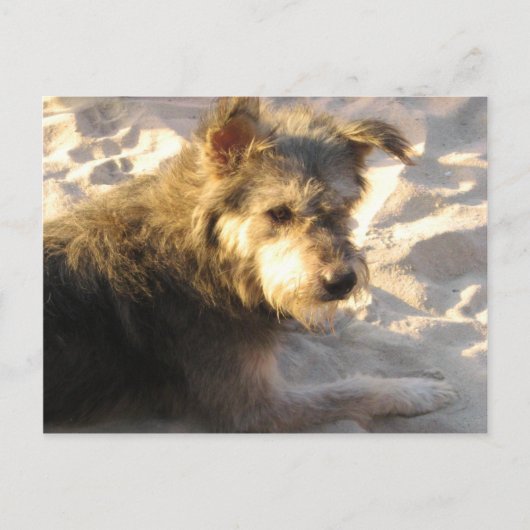 Thai Beach Dog Briefkaart (Voorkant)