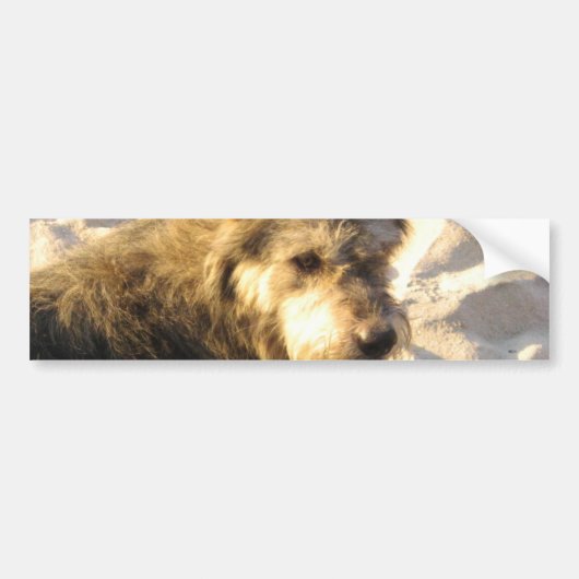 Thai Beach Dog Bumpersticker (Voorkant)