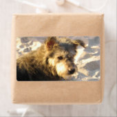 Thai Beach Dog Etiket (Insitu)