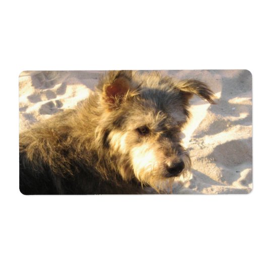 Thai Beach Dog Etiket (Voorkant)