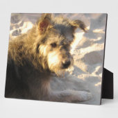 Thai Beach Dog Fotoplaat (Zijkant)