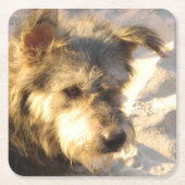 Thai Beach Dog Kartonnen Onderzetters (Voorkant)